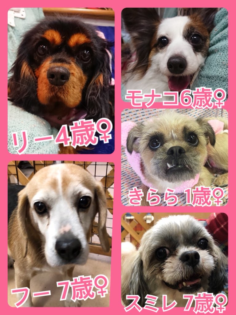 🐾今日の里親様募集中ワンコ🐶メンバーです🐾2019,2,23